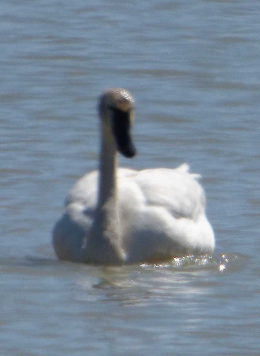 Trumpeter Swan - ML54611481