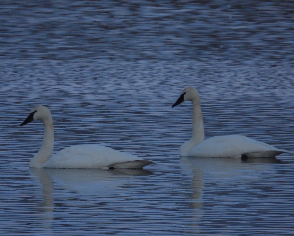 Trumpeter Swan - Valerie Otto