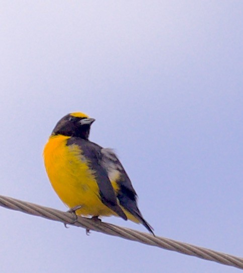 Purple-throated Euphonia - Marcia Balestri