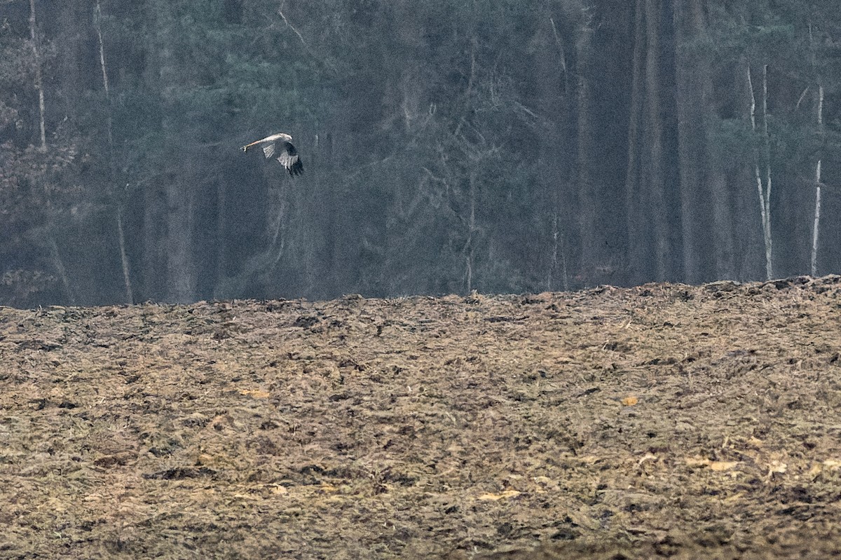 Red Kite - Gabi Uhrova