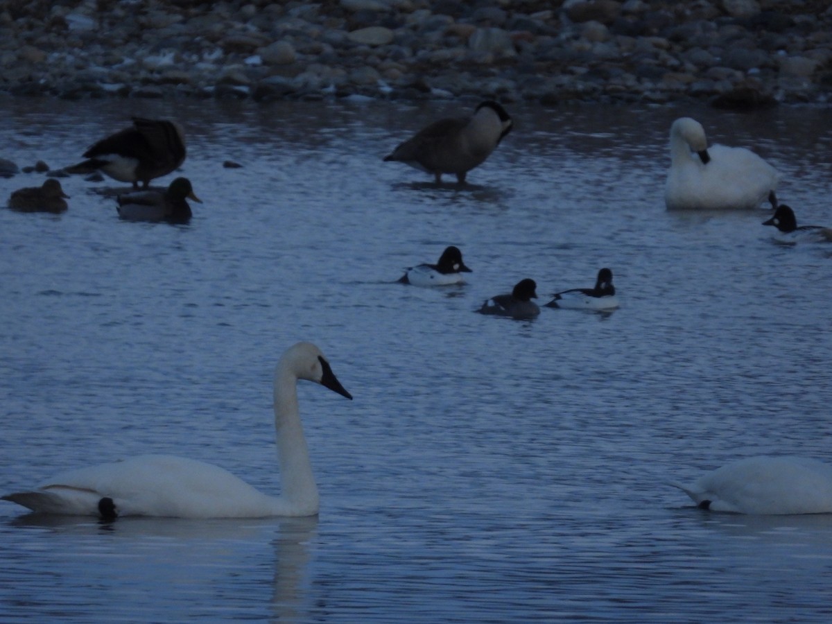 Common Goldeneye - ML546116161