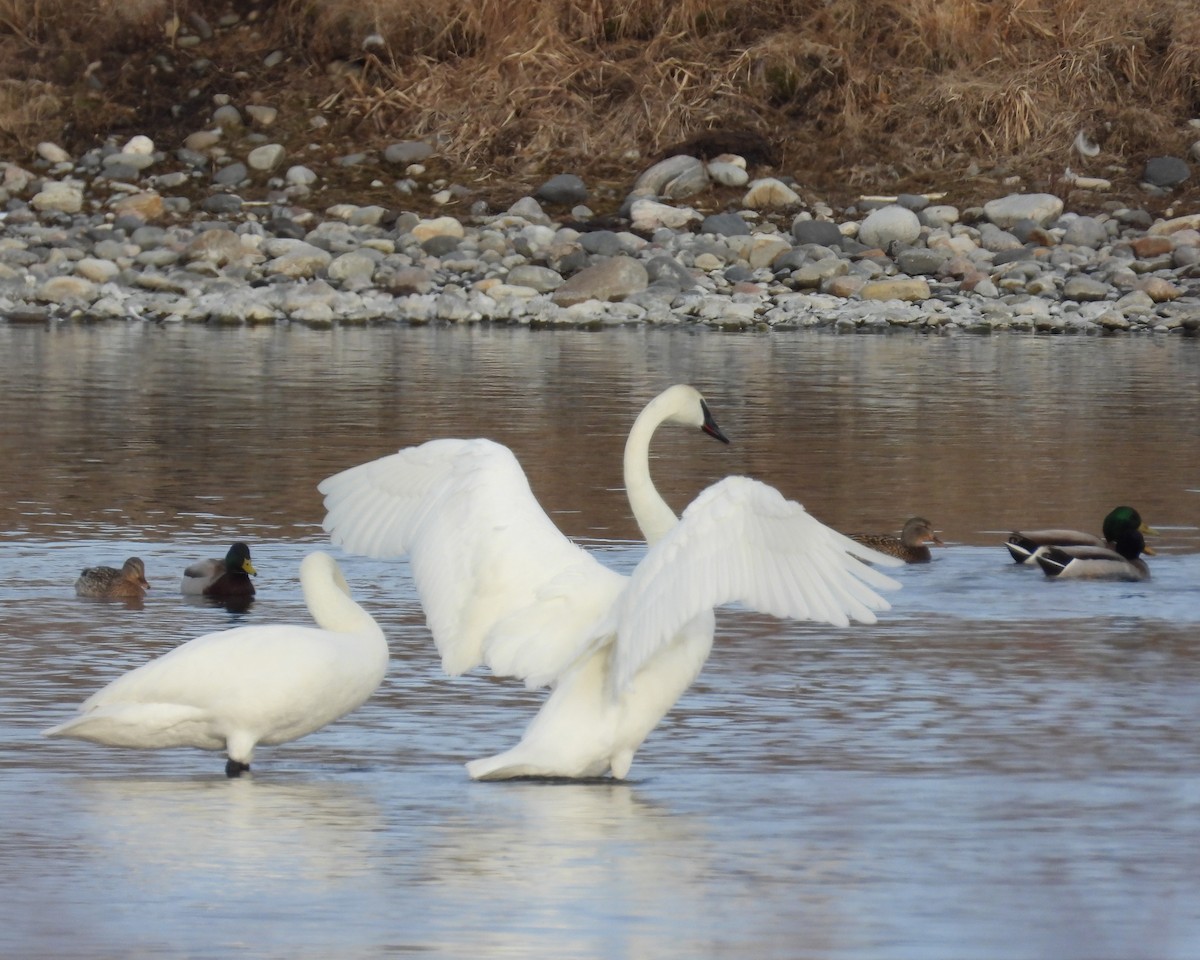 Trumpeter Swan - ML546118791