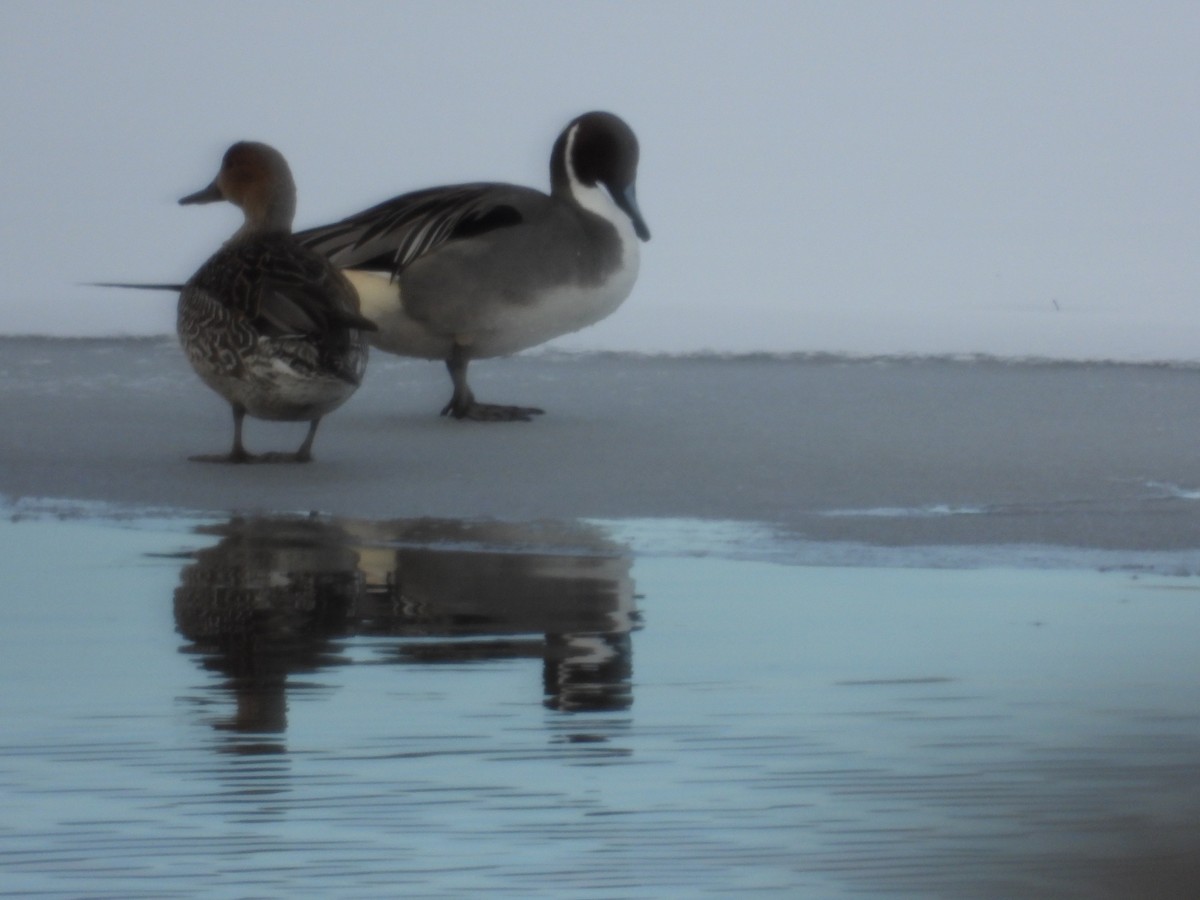 Northern Pintail - ML546119041