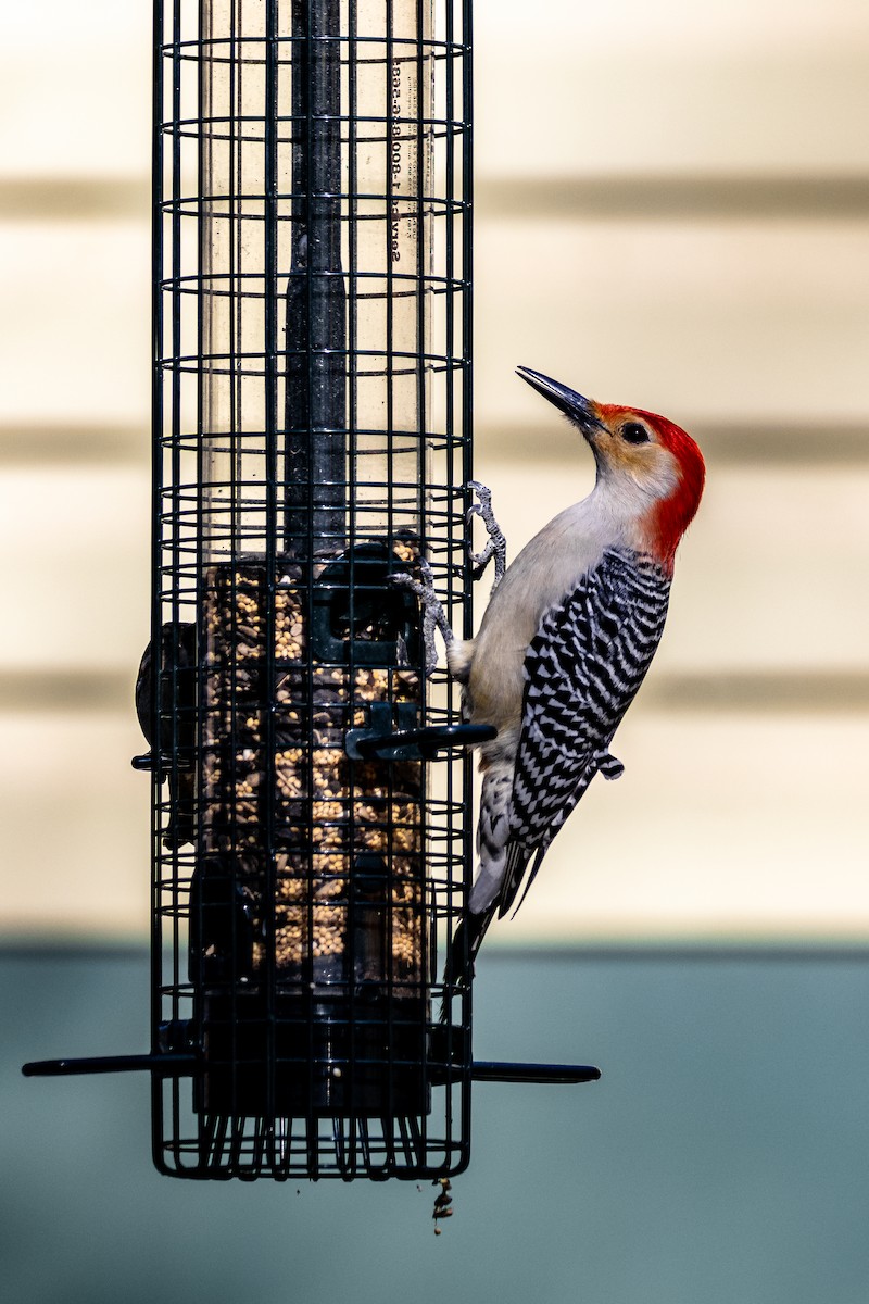 Red-bellied Woodpecker - ML546119501