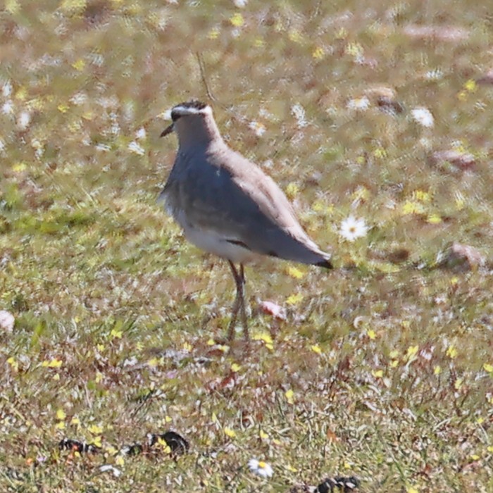 Sociable Lapwing - ML546121551