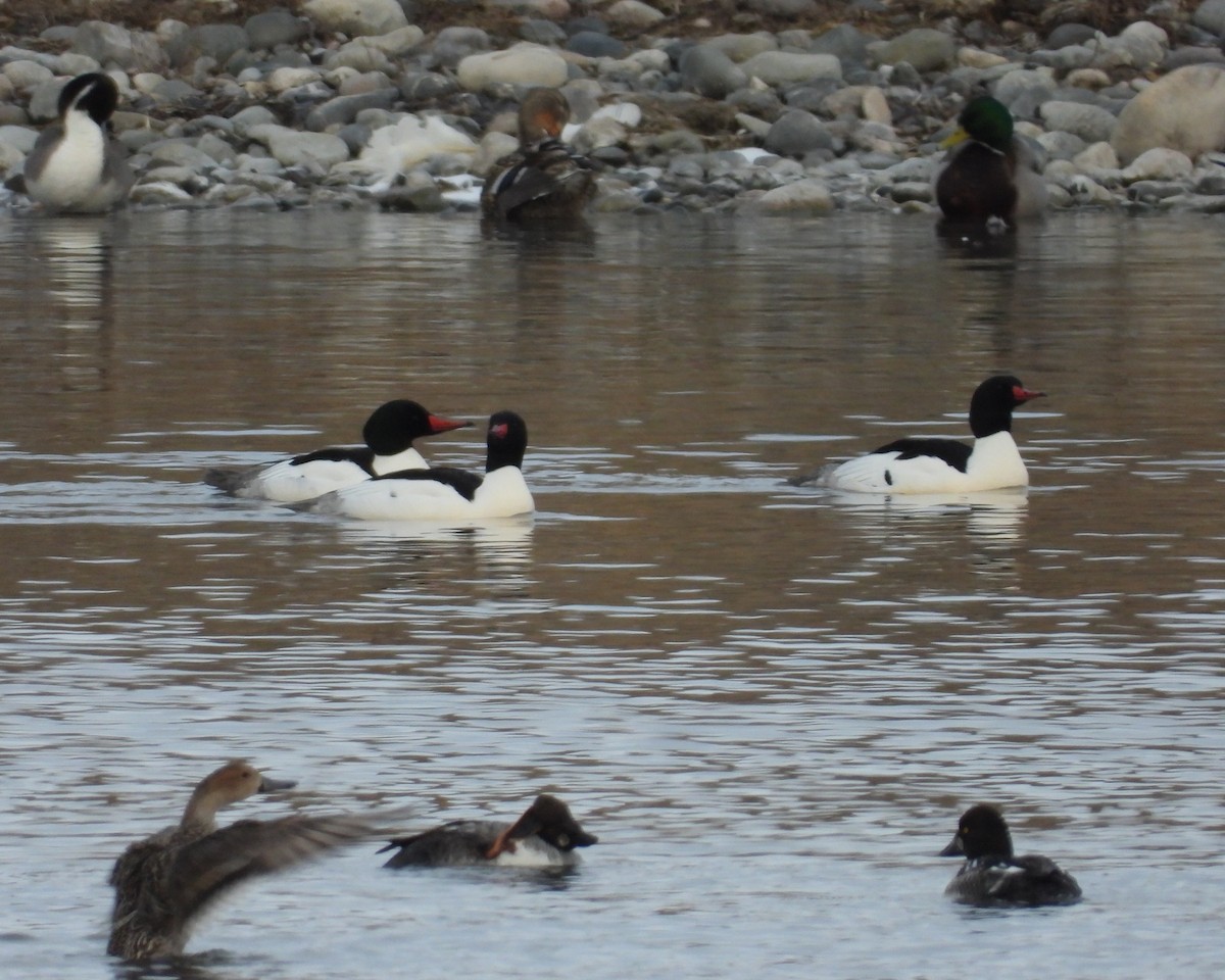 Common Merganser - ML546121981