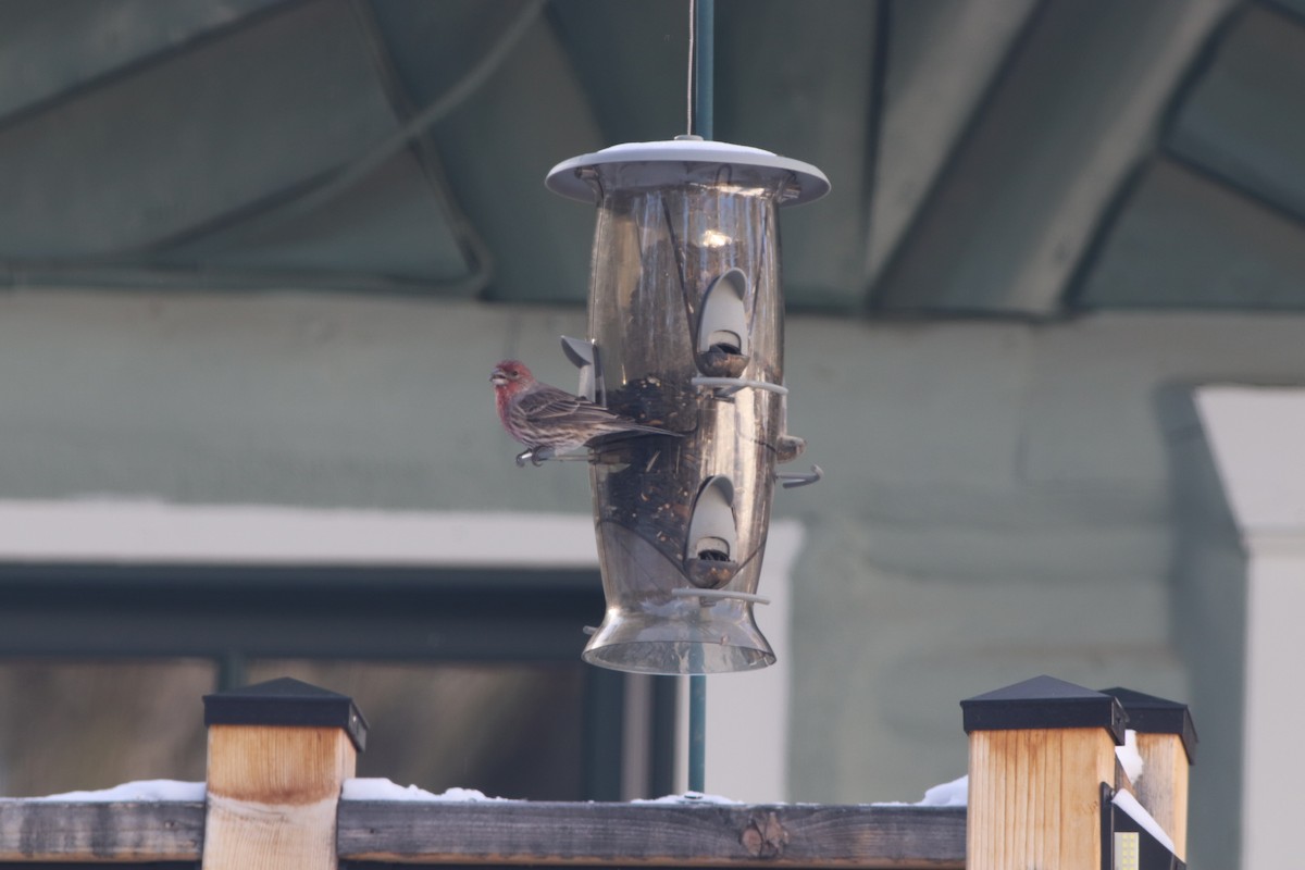 House Finch - ML546122351