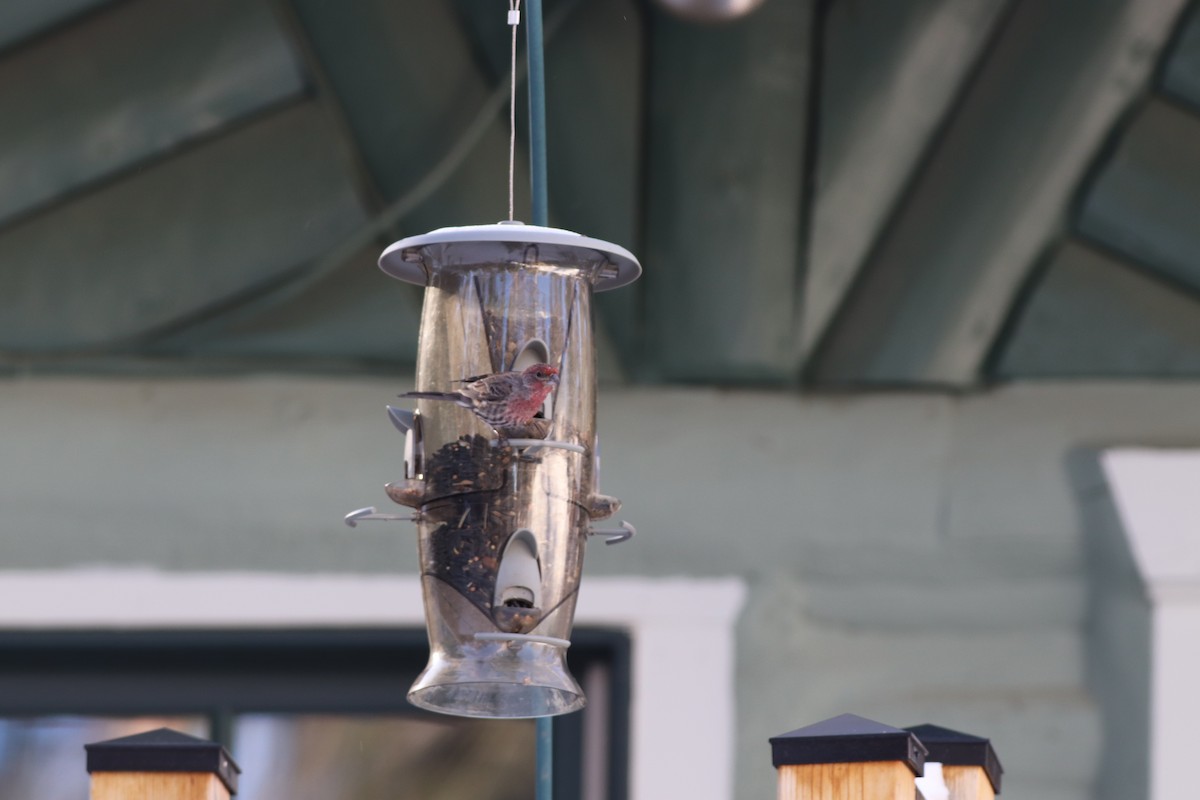 House Finch - ML546122371