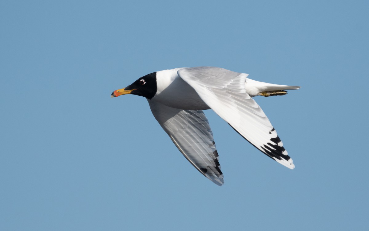 Pallas's Gull - ML546122631
