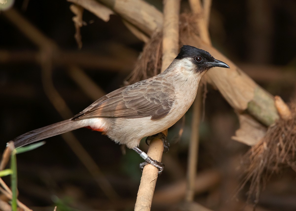 Bulbul cul-d'or - ML546123221