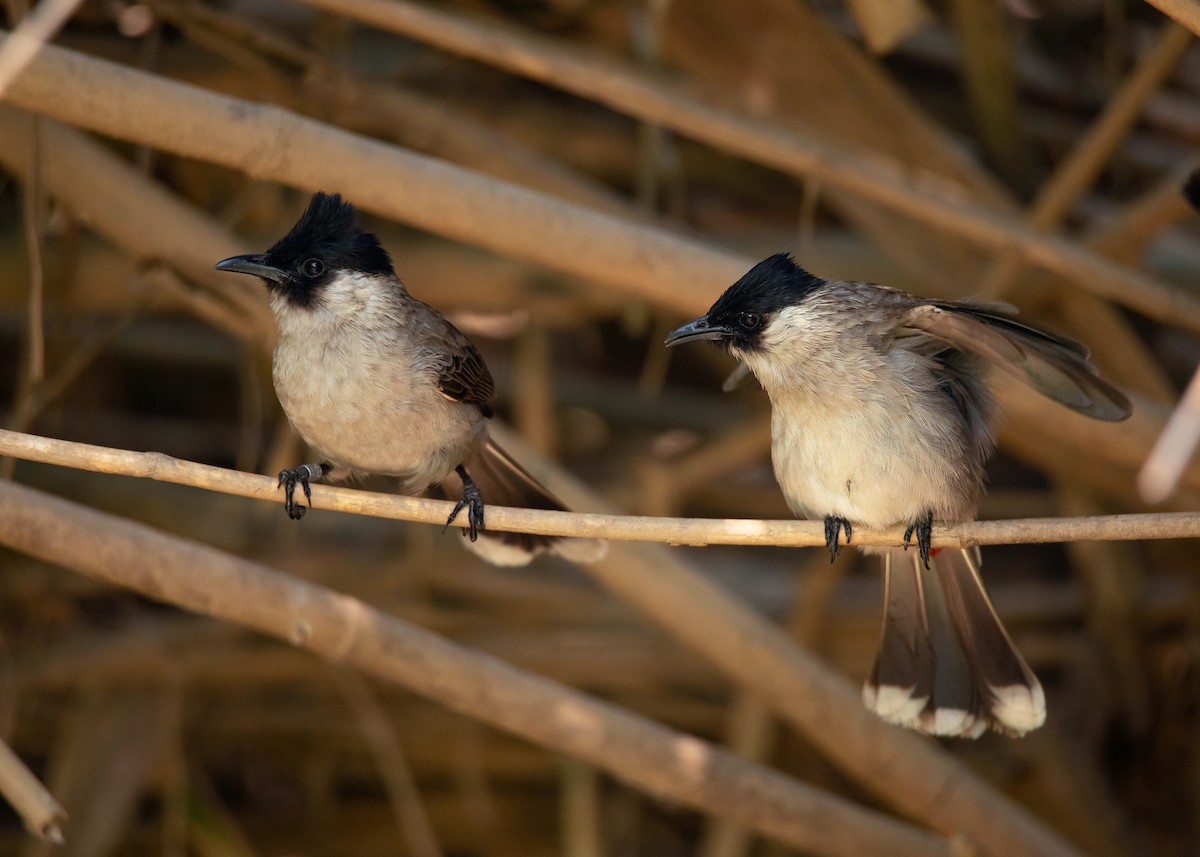 Bulbul cul-d'or - ML546123231