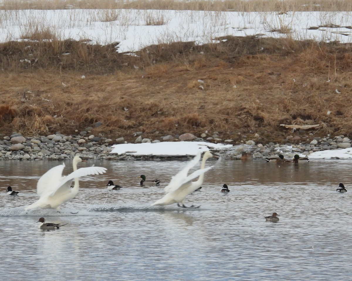 Northern Pintail - ML546123341