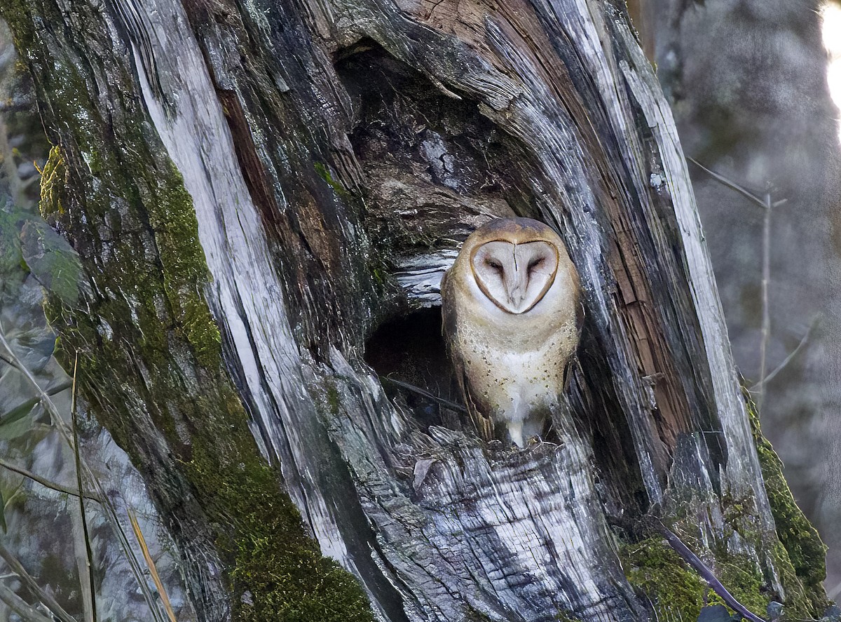 Barn Owl - ML546124291