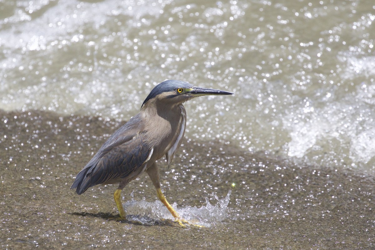 Striated Heron - ML546124411