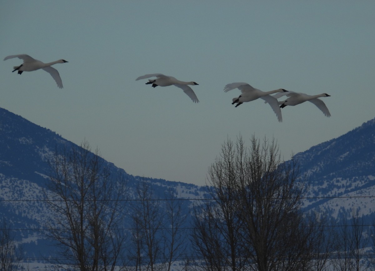 Trumpeter Swan - Valerie Otto