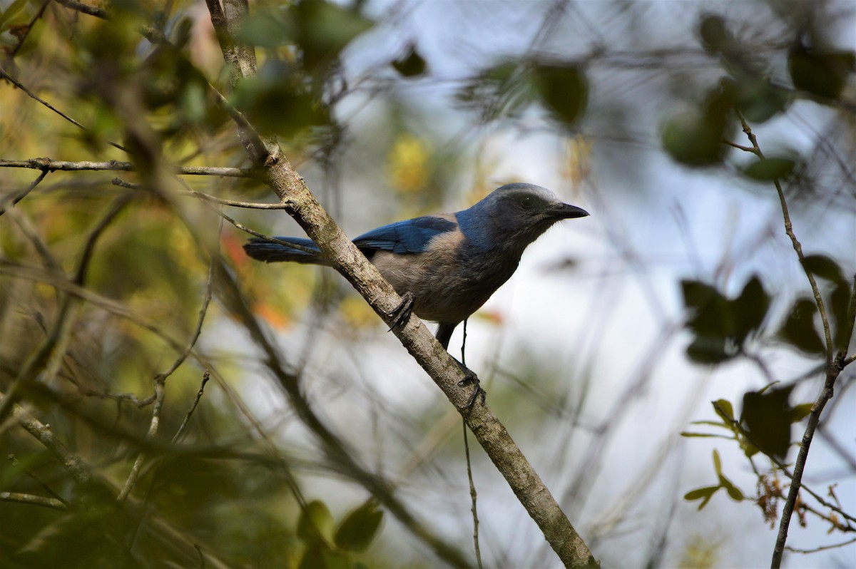 Florida Scrub-Jay - ML54612581
