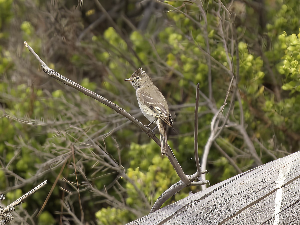 White-crested Elaenia - ML546126091