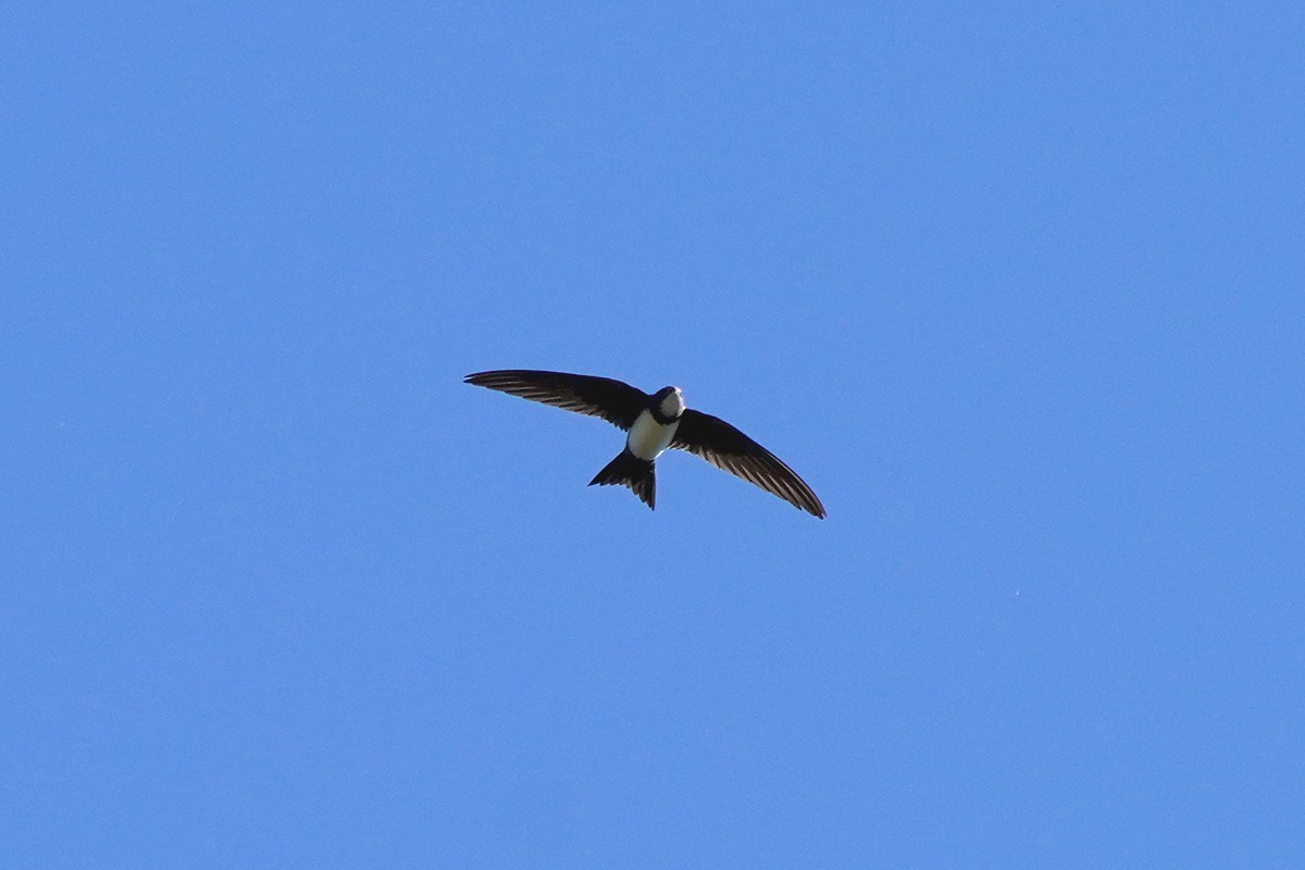 Alpine Swift - ML546126161