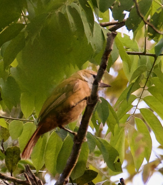 Mégasittine du Brésil - ML546127261