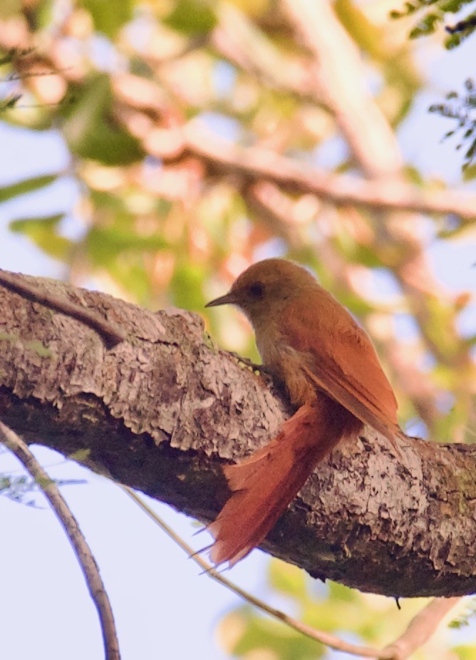 Olivaceous Woodcreeper (Reiser's) - ML546127681