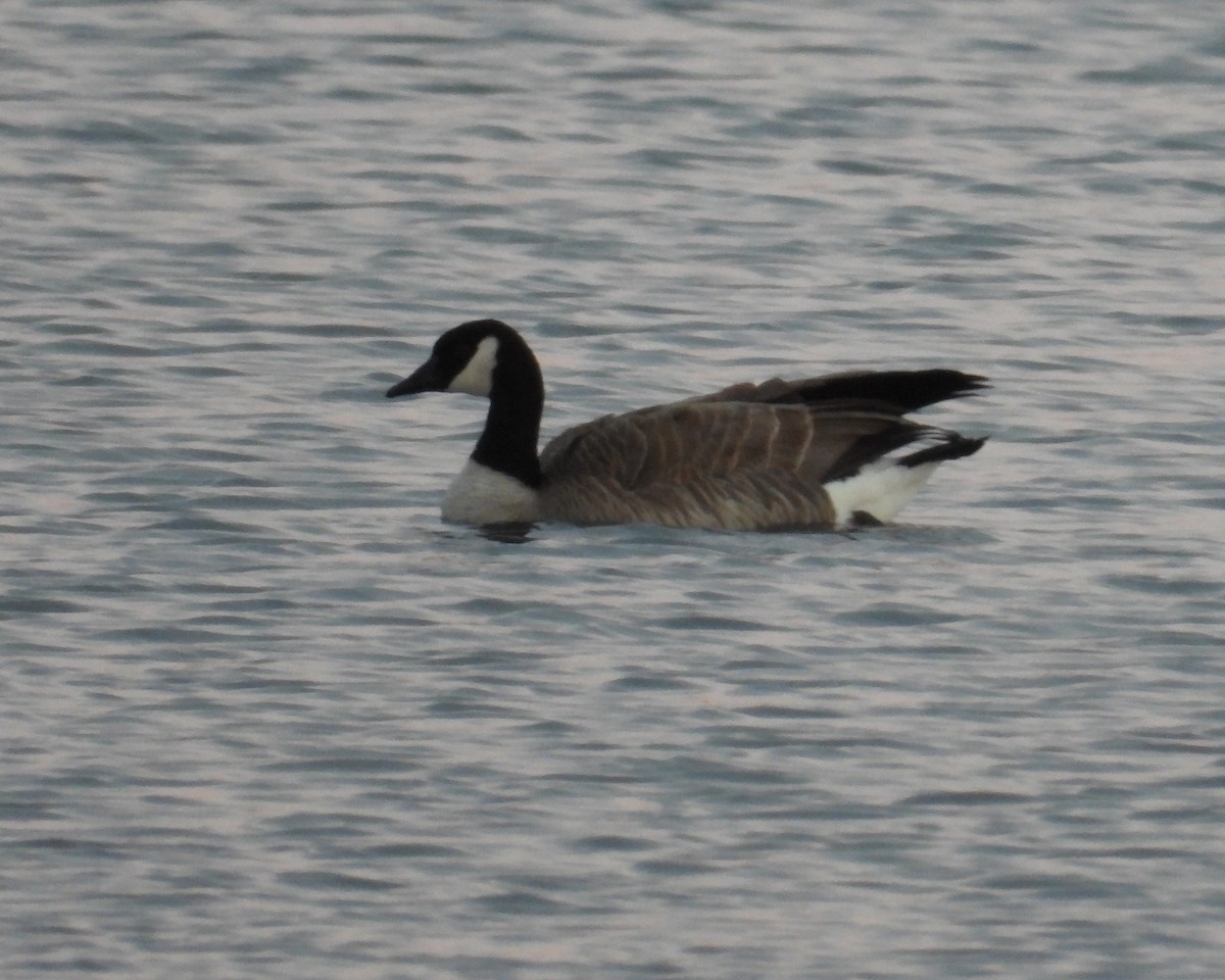 Canada Goose - ML546127751