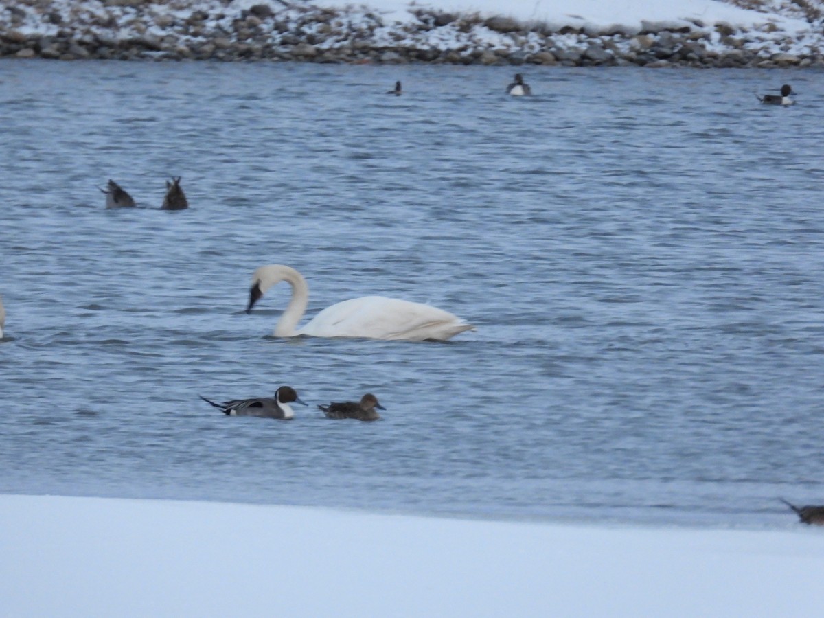 Northern Pintail - ML546129161