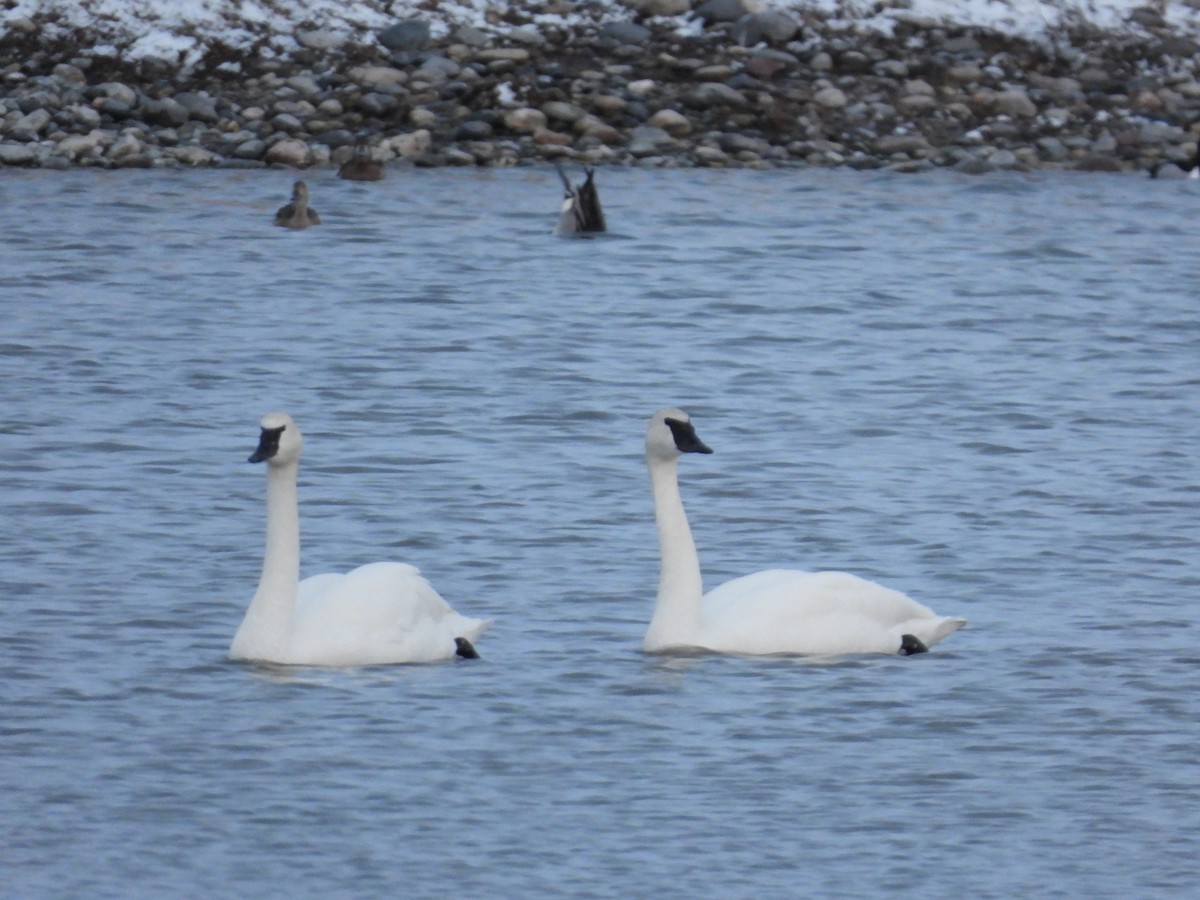 Trumpeter Swan - ML546130051