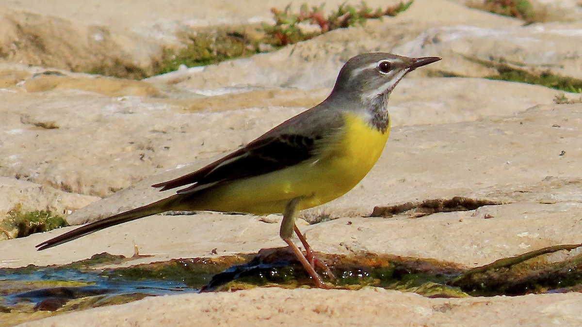 Gray Wagtail - ML546131141