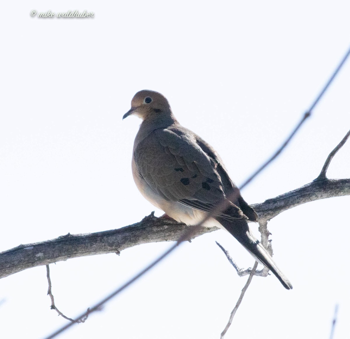 Mourning Dove - Mike Waldhuber