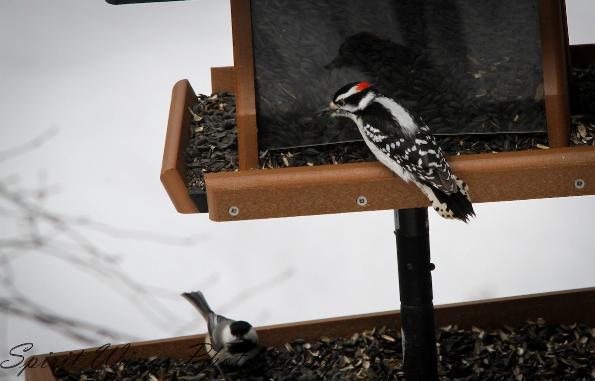 Downy Woodpecker (Eastern) - ML546132151