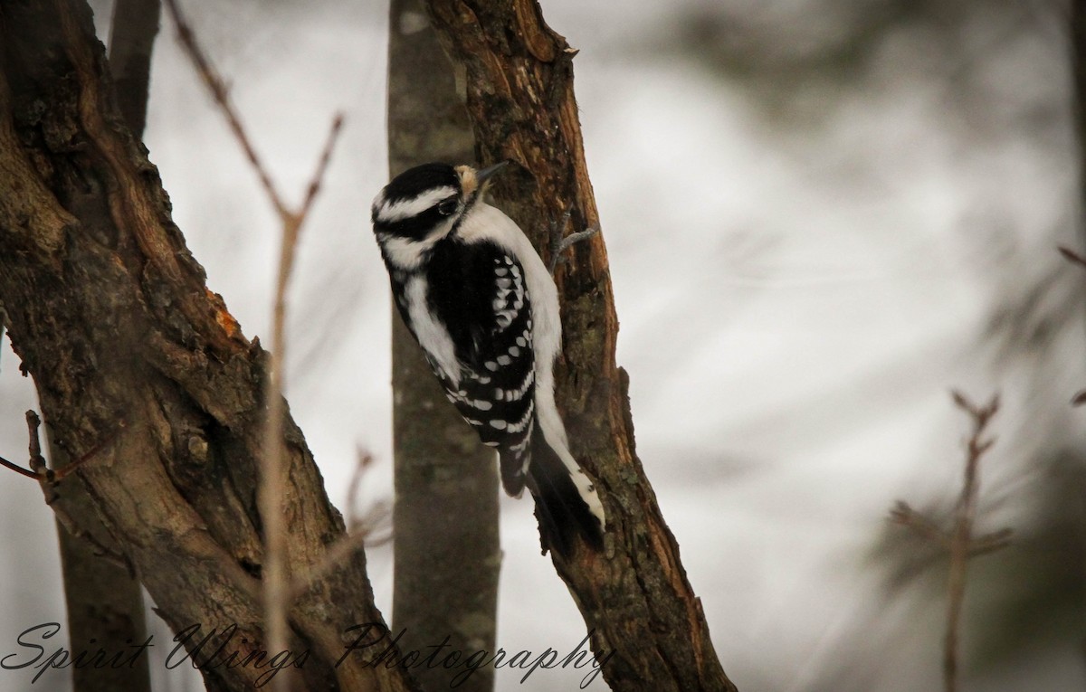 Downy Woodpecker (Eastern) - ML546132161