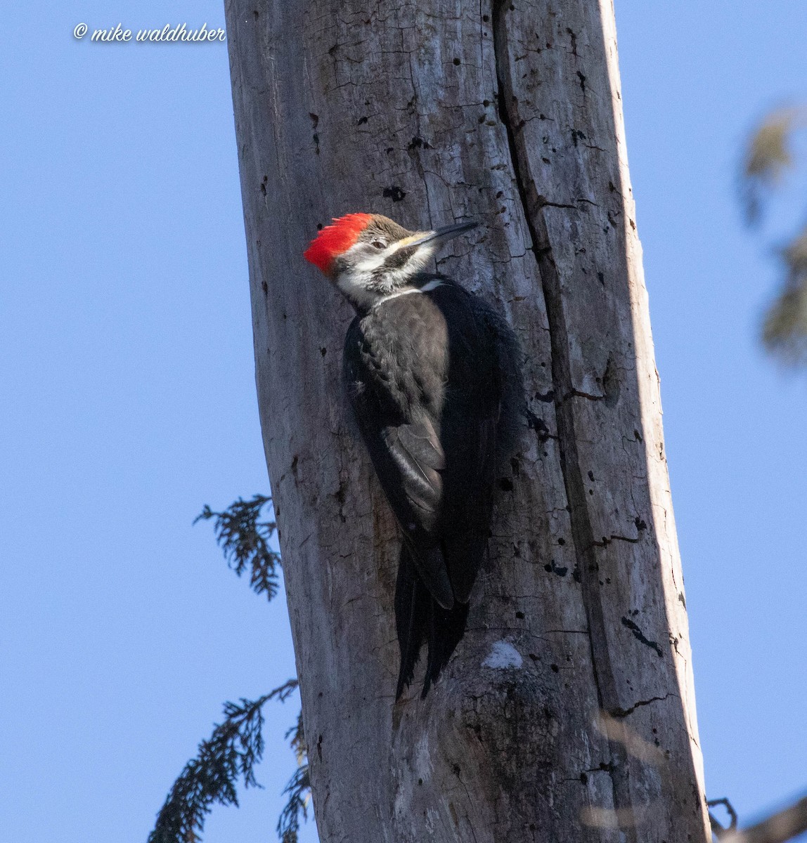 Pileated Woodpecker - ML546133181