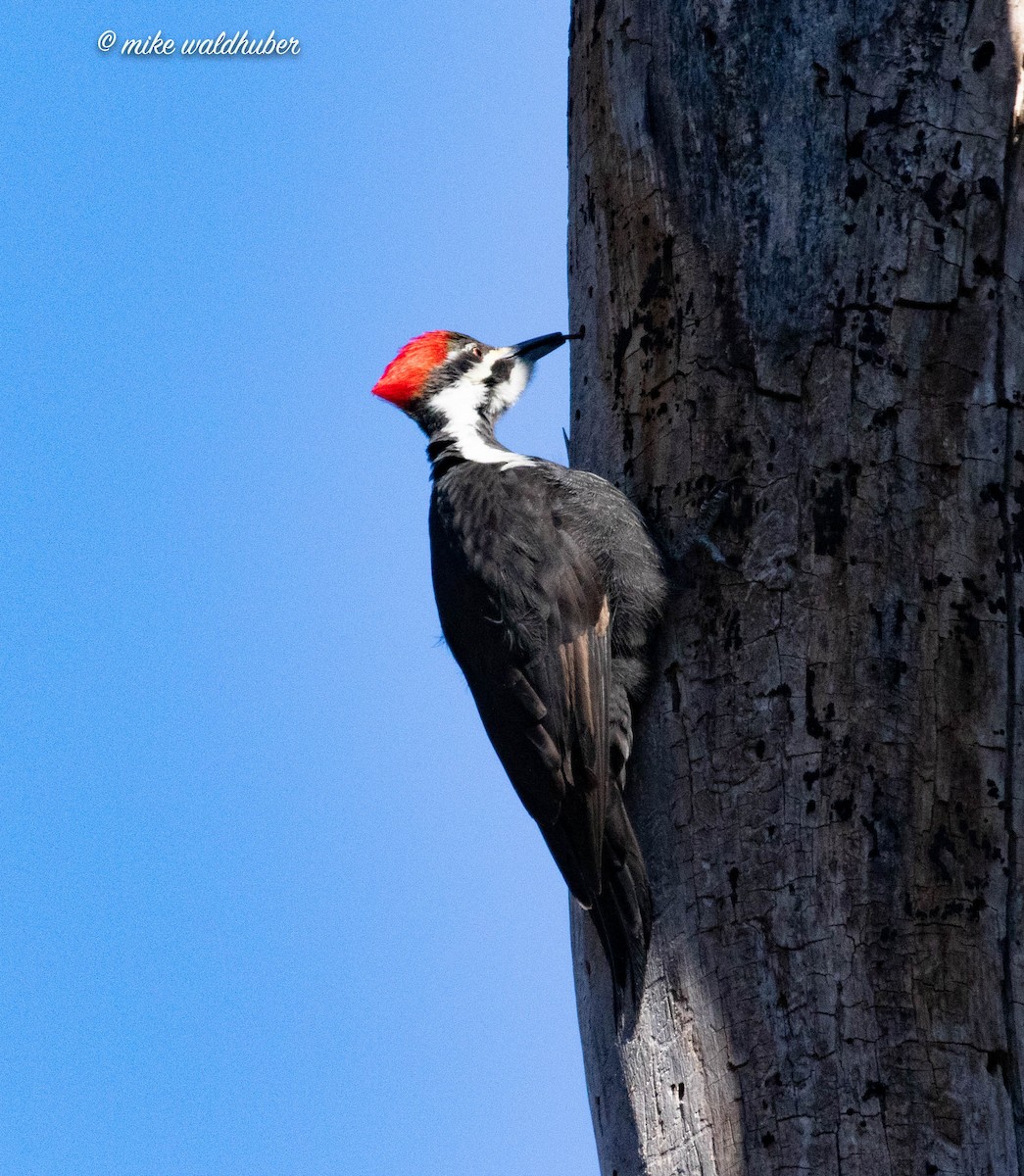 Pileated Woodpecker - ML546133191