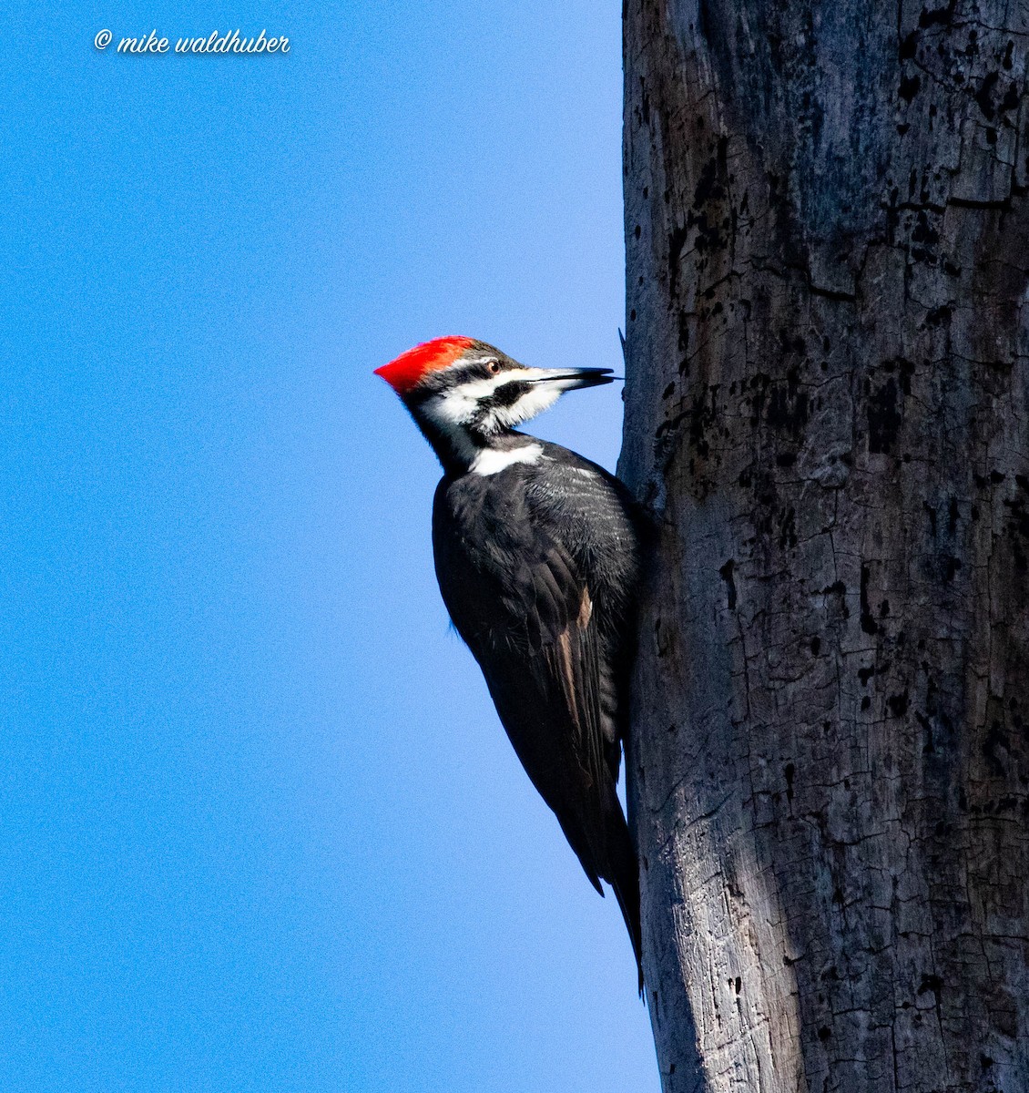 Pileated Woodpecker - ML546133201