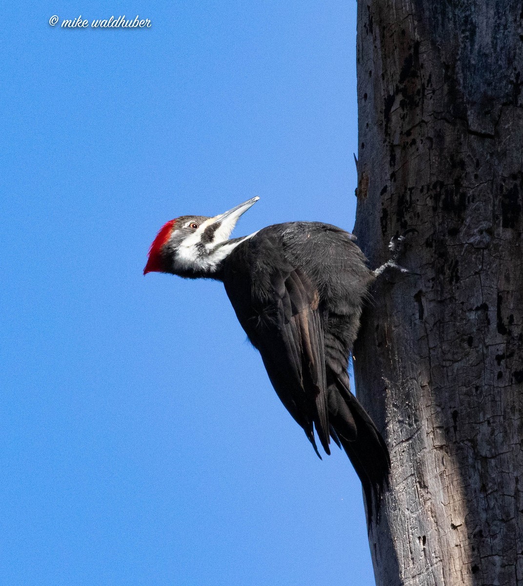 Pileated Woodpecker - ML546133211