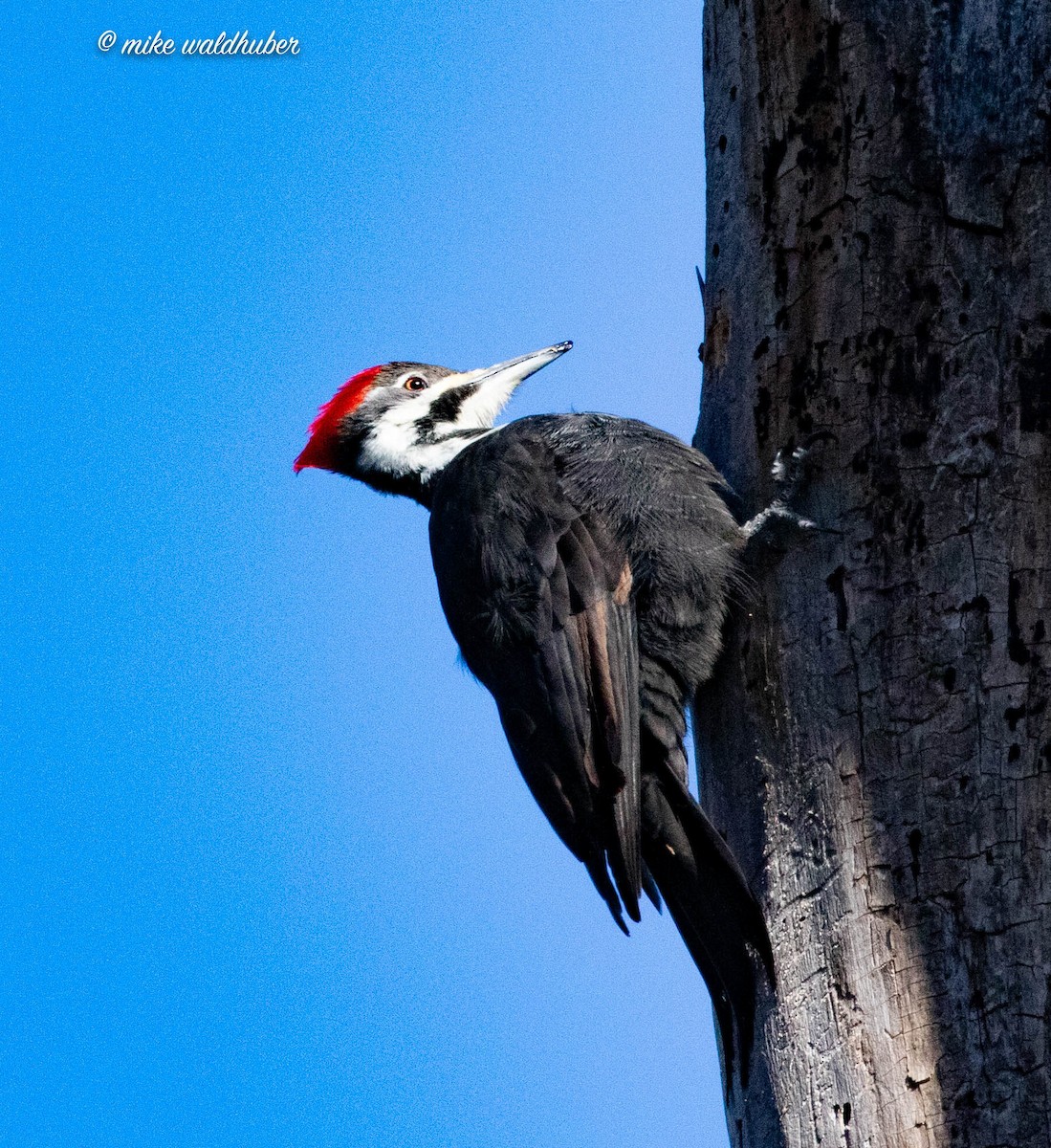 Pileated Woodpecker - ML546133221