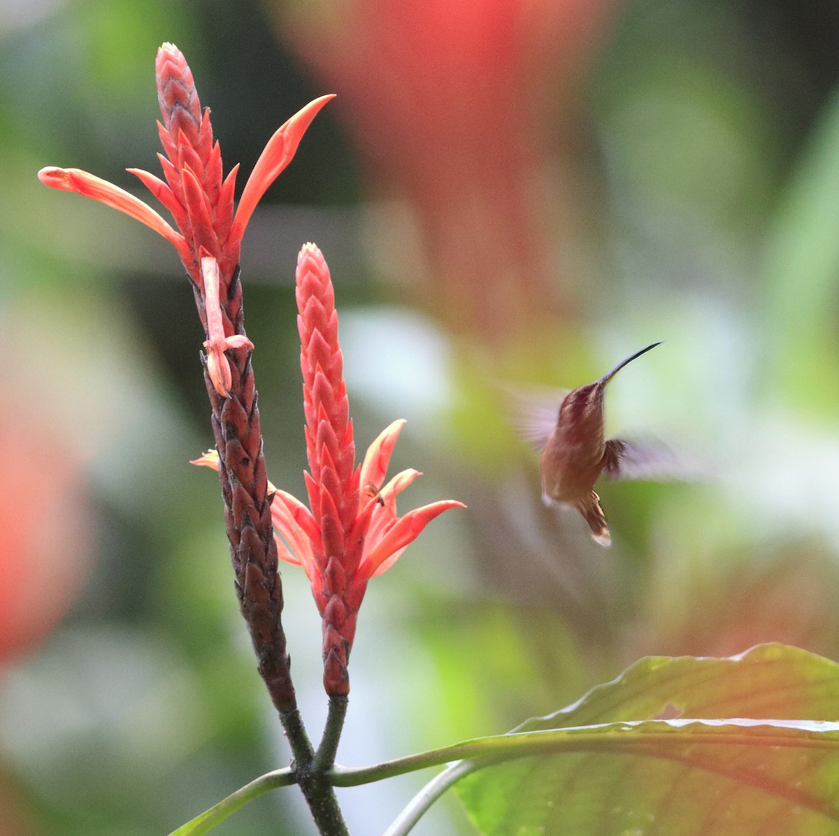 Пестрогорлый колибри-отшельник - ML546133251