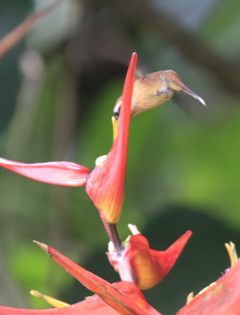 Пестрогорлый колибри-отшельник - ML546133311