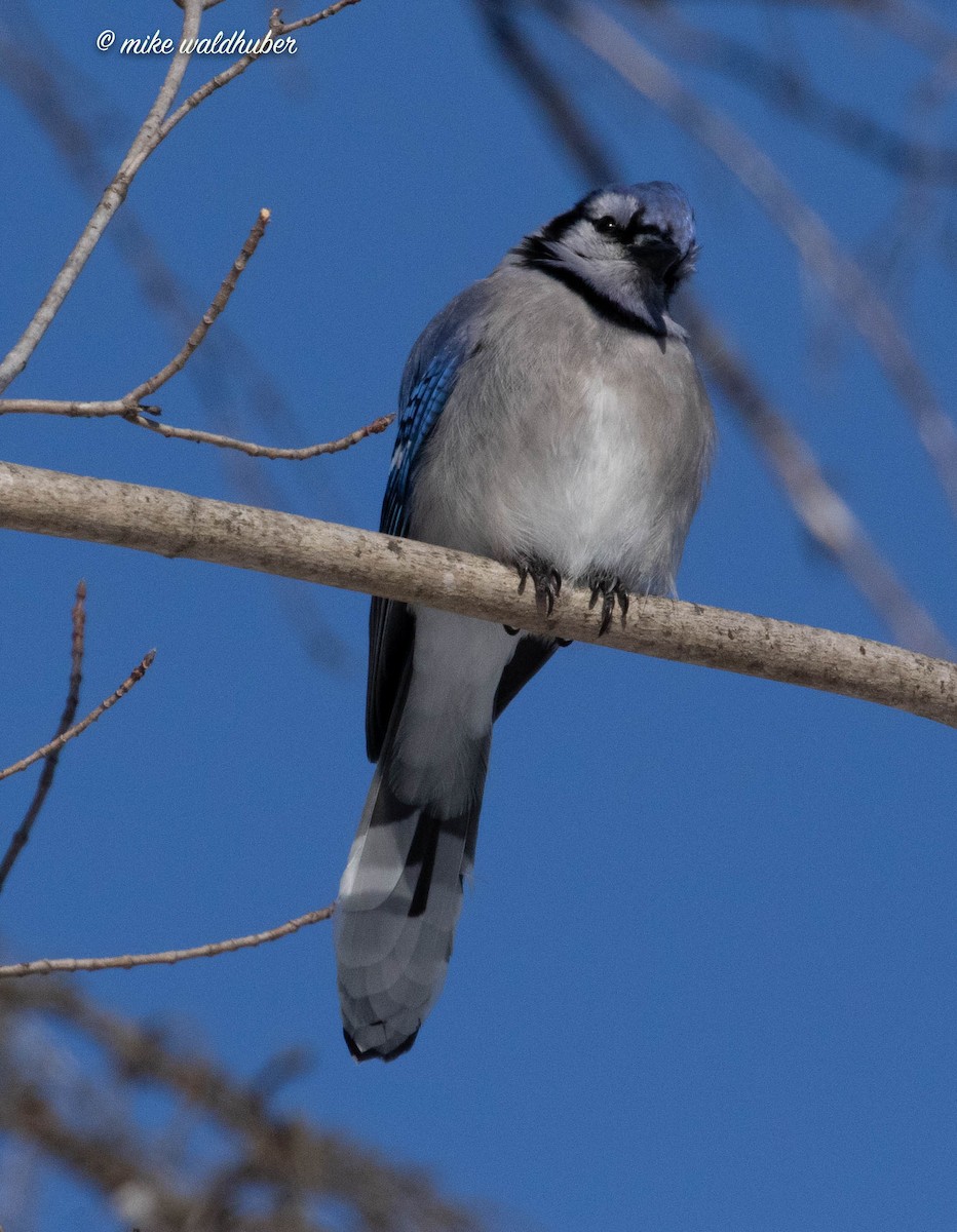 Blue Jay - Mike Waldhuber