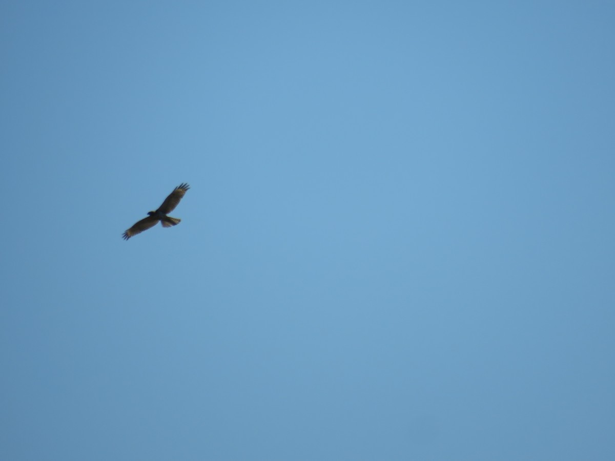 Red-shouldered Hawk - ML546133351