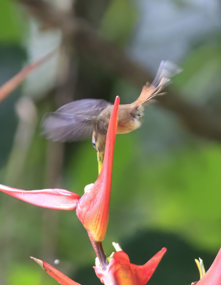 Пестрогорлый колибри-отшельник - ML546133361