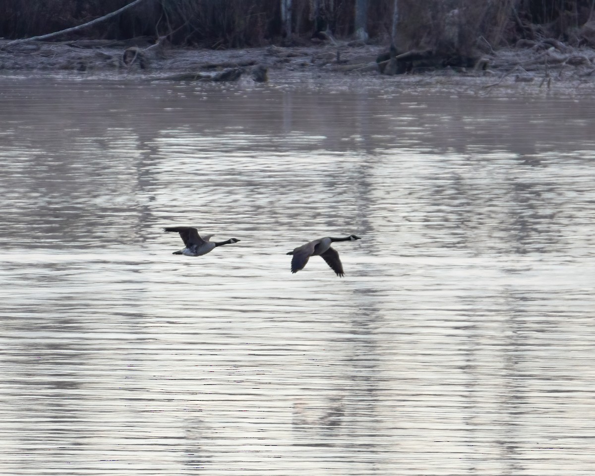 Canada Goose - ML546134021