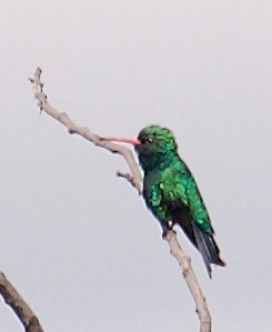 kolibřík lesklobřichý - ML546134141