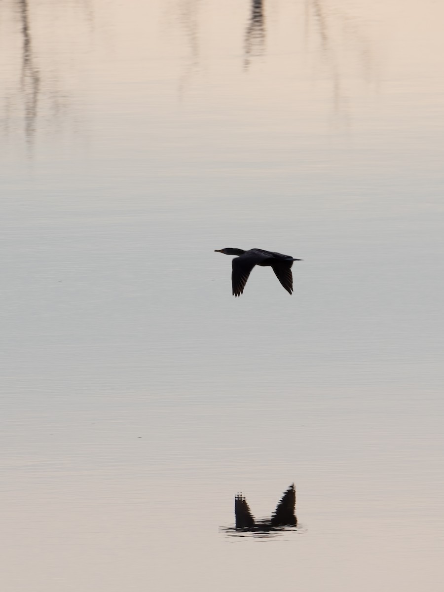 Double-crested Cormorant - ML546134251