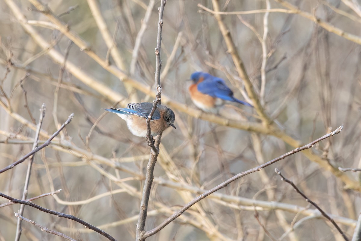 Eastern Bluebird - ML546134481