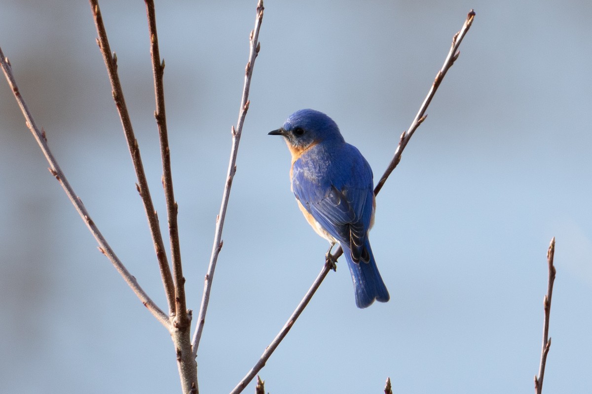 Eastern Bluebird - ML546134551