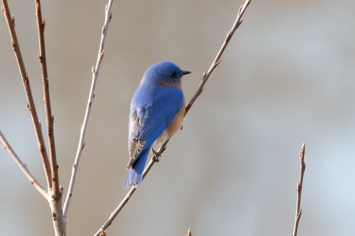 Eastern Bluebird - ML546134561