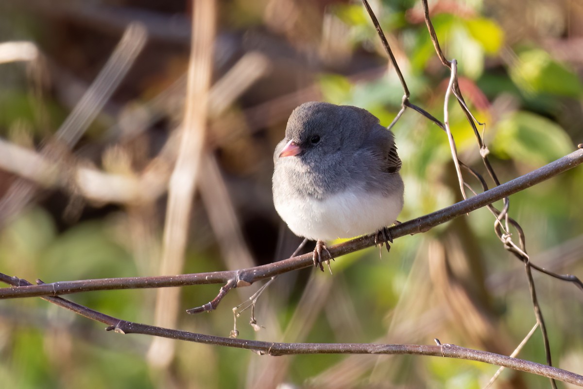 Dark-eyed Junco - ML546134751