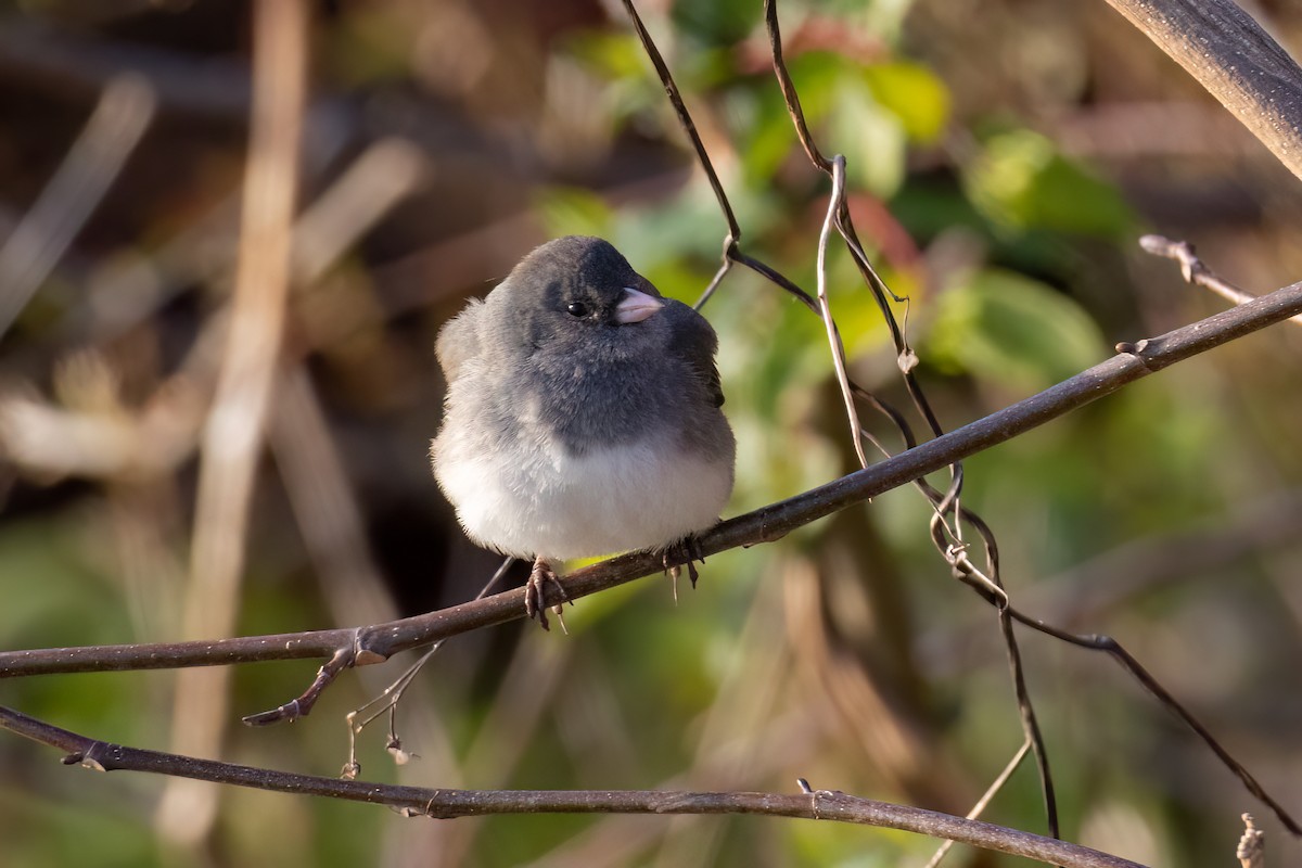 Dark-eyed Junco - ML546134771