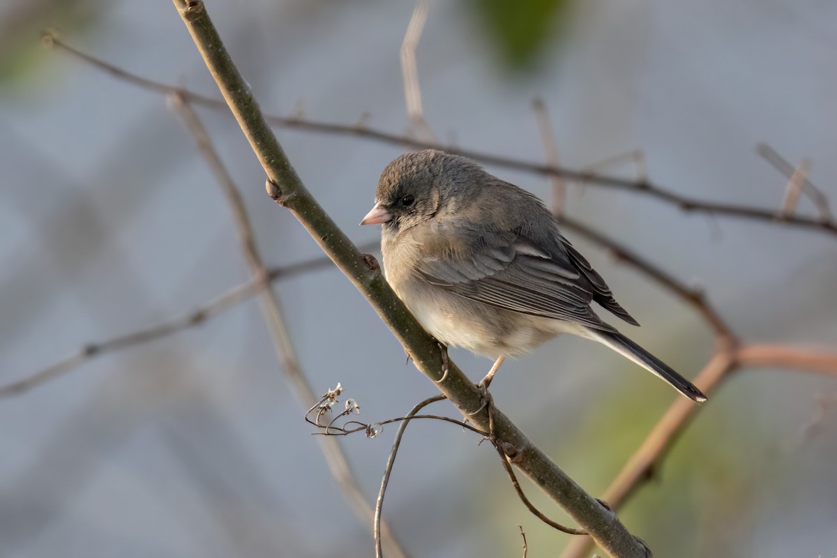 Dark-eyed Junco - ML546134791